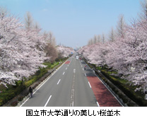 国立市大学通りの美しい桜並木